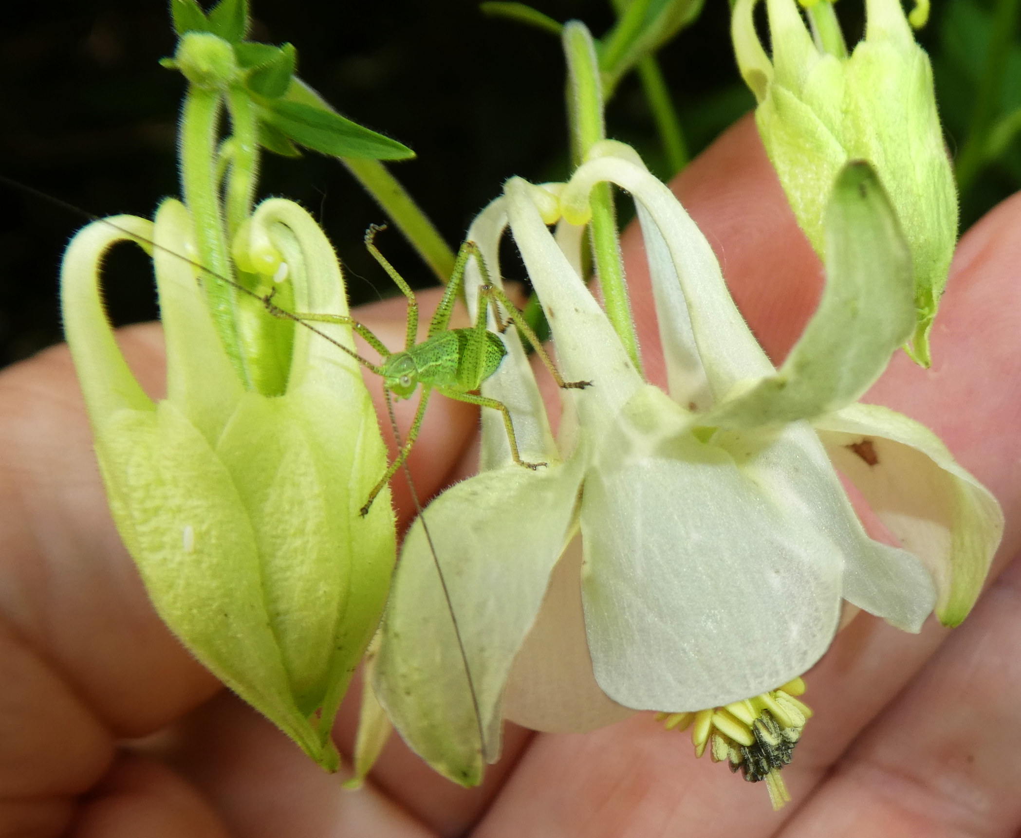 Leptophyes punctatissima?